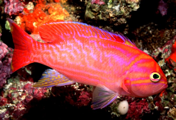 Pseudanthias bimaculatus (Castagnola dalle due macchie)